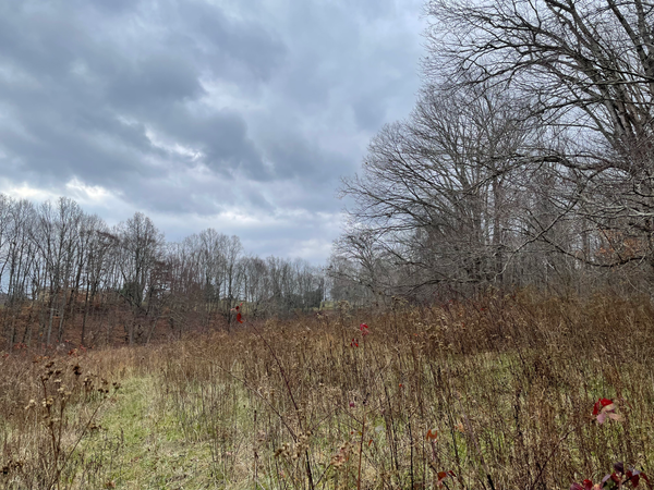 Trees, Blue Ridge Mountains.